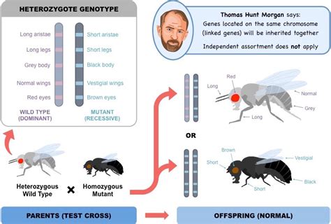 Linked Genes Bioninja