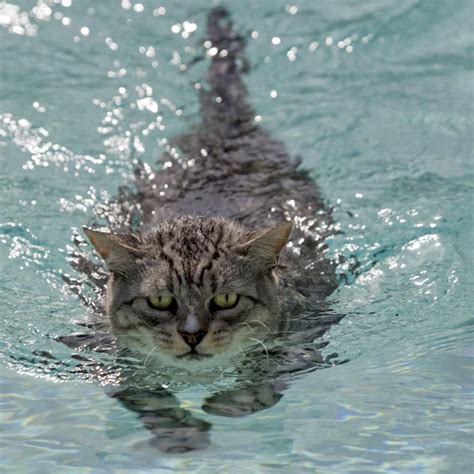 Cat Swimming Funny Cat Pictures Cat Pics Crazy Cat Lady Crazy Cats