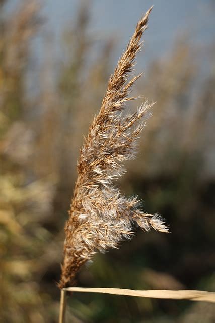 Nature Reed Grass Free Photo On Pixabay Pixabay
