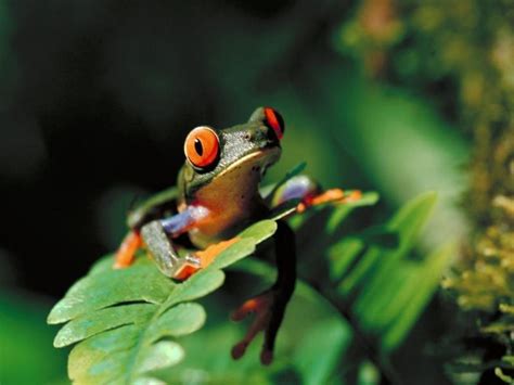 Don't eat me. for example, the golden poison dart frog has enough. poison dart frog background