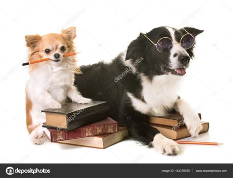 Dogs In School Stock Photo By ©cynoclub 143378759