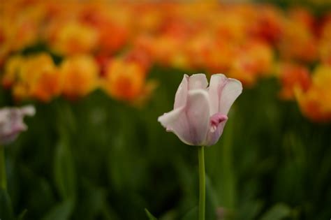 Fondos De Pantalla Japón Campo Nikon Jp Nikkor Tulipán Flora