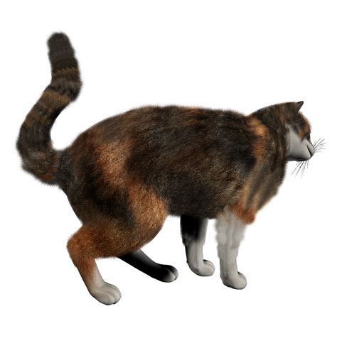 Domestic Kitten Png File Png Mart