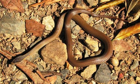 Crowned Snake Golden Central Qld Coast Landcare Network