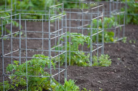 The Gardenzeus Guide To Staking Supporting And Trellising Tomato Plants