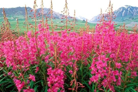 Fireweed The State Wildflower Of Alaska Is Beautiful When In Bloom In