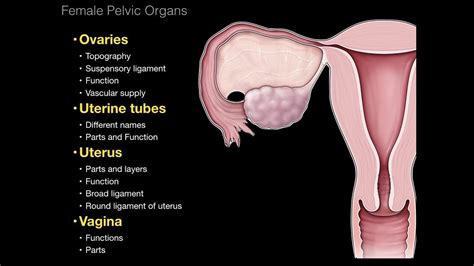 The female reproductive anatomy includes parts inside and outside the body. 01.Female Repro System. Pelvic organs - YouTube