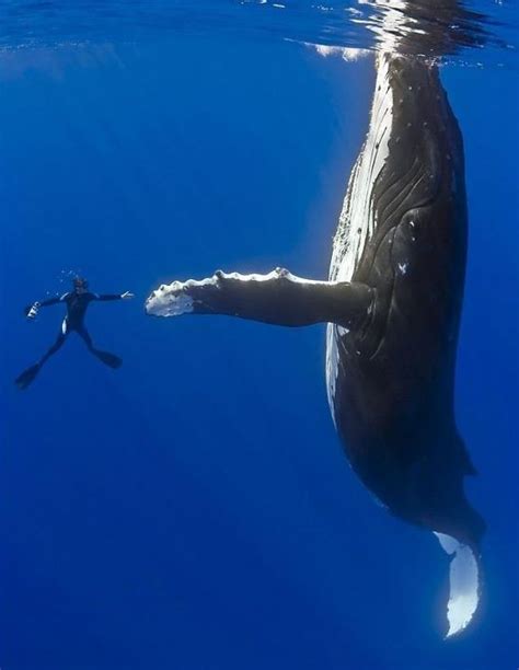 Humpback whale, a baleen whale known for its elaborate courtship songs and displays. 40 Perfectly Timed Photos. If Those Surfer Girls Only Knew ...
