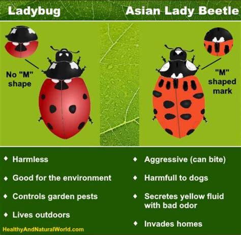 This Ladybug Look Alike Can Be Very Harmful For You And Your Pets
