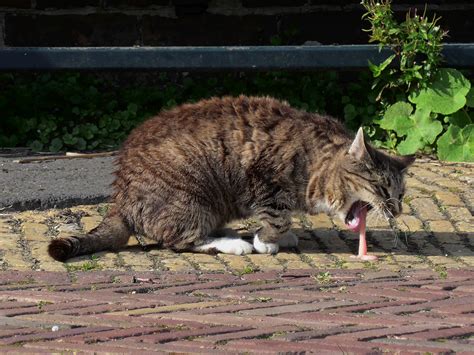 Vomiting describes the active evacuation of food from the stomach. Why Is My Cat Throwing Up? Excess Vomiting, Causes ...