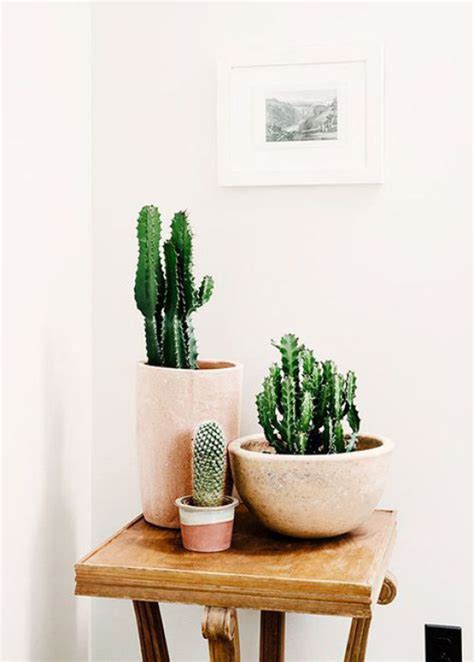 20 Simple Cactus Ideas For Beautify Your Room Home