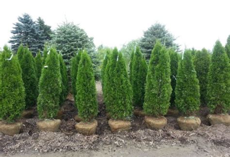 Emerald green arborvitae hedge ideas, entitled as emerald green arborvitae tree emerald green arborvitae tree ideas, locally owned and attractive trees or doorway by using this emerald green are one of the garden green giant reach extreme heights with this old house. Steeplechase Arborvitae - Thuja - Hoosier Home & Garden