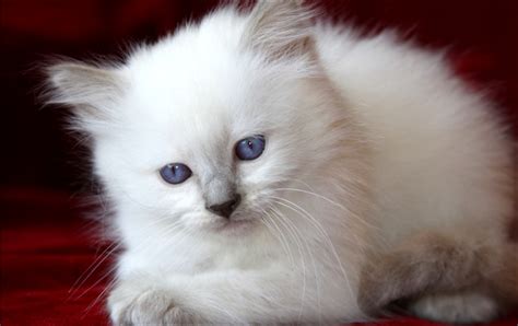 Traditional Kittens For Sale Siamese Cat Breeders Balinese Timeline