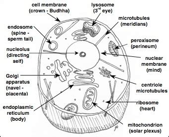 Learn more about its effects in this article. Cell organelles and the triune brain