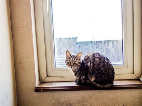 Premium Photo Portrait Of Cat Sitting On Window Sill