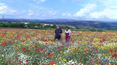 Former Farm Site Becomes Wildflower Meadow BBC News