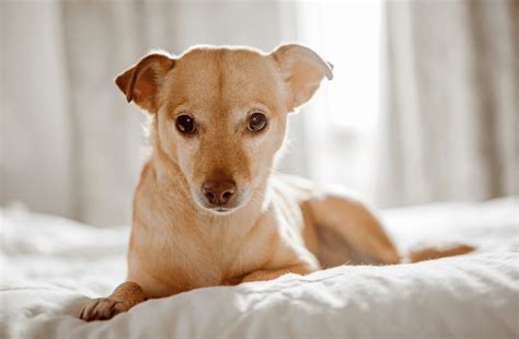 De Chihuahua Terrier Mix Animal Corner Yakaranda