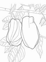 Tree Fruit Star Coloring Pages Supercoloring Para Colorir Fruta Em Drawing Da Desenhos Frutas Salvo Categories sketch template