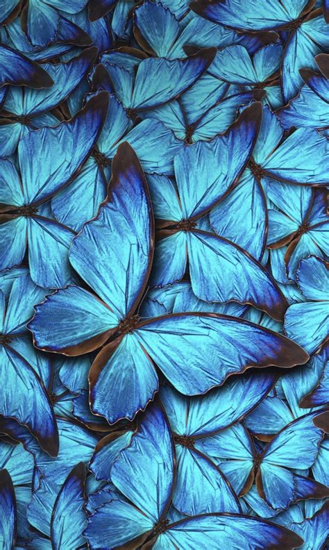 Aesthetic Wallpaper Blue Butterfly Black Background Gambar Ngetrend