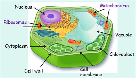 Images below are representations of plant, animal and bacterial cells showing common organelles. Cell organelles