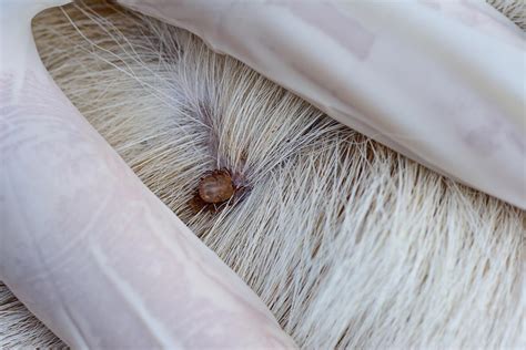 Once you know how to because they can carry infectious organisms, every year ticks infect thousands of animals and people with illnesses like lyme disease, babesiosis, and. Call for compulsory dog tick treatment when entering UK ...