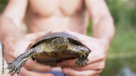 Naked Male Standing By River Holding A Pond Turtle In Hands Caught European Spotted Tortoise