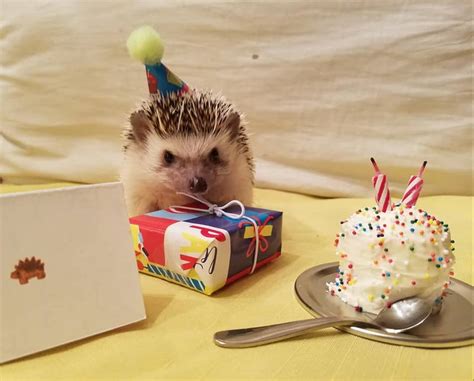 Maybe you would like to learn more about one of these? A Hedgehog Happy Birthday Party: Ideas & Recipes ...
