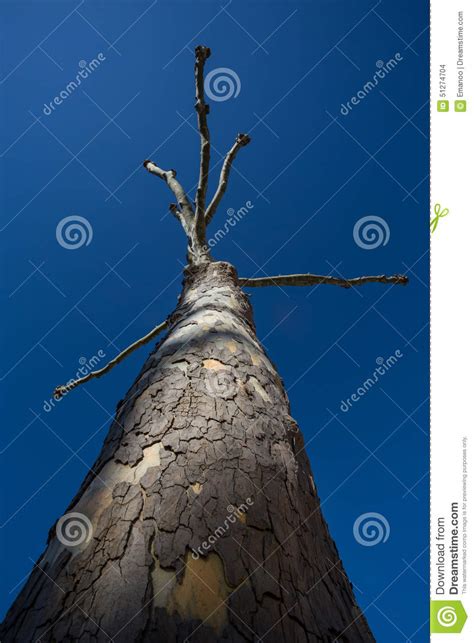 Strange Leafless Tree In Sky Stock Photo Image Of Huge Skyward 51274704