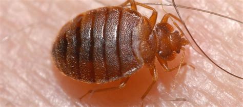 Are Bed Bugs Resistant To Pesticide Abc Blog
