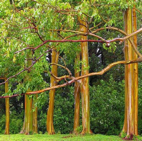 Rainbow Eucalyptus Tree For Sale Online The Tree Center