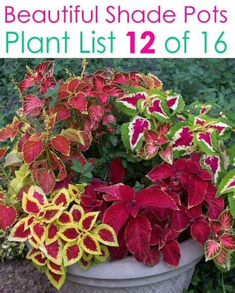 16 Colorful Shade Garden Pots And Plant Lists Garden Plant Pots Shade