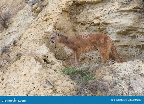 Mountain Lion Looking For Prey Stock Image Image Of Prey Looking