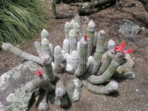 Thread in the cactus and succulents forum forum by plantsmylove: Berkeley Butterfly Blog: April 2013