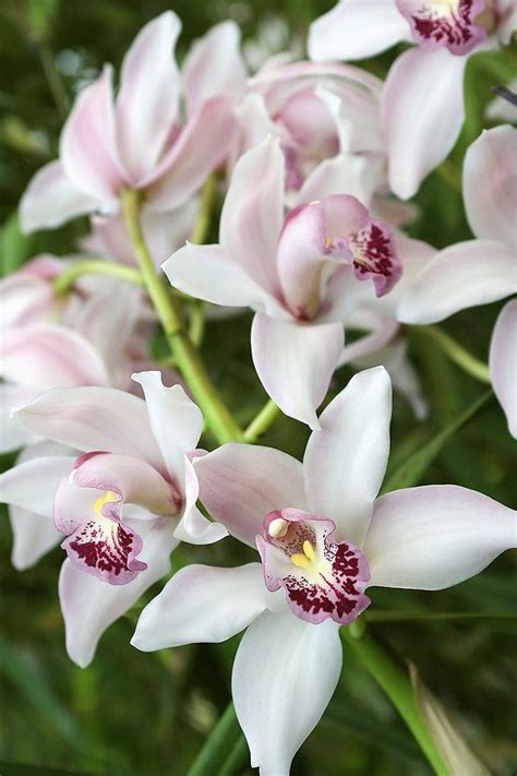 Cymbidium Orchids 10 Essentials For Growing Stunning Cymbidiums Growing Orchids Cymbidium