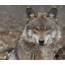 Mexican Wolf Killings Expose A Dark Underbelly Of Western Culture  The