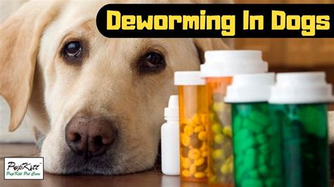 Common types of worms that affect dogs. Deworming In Dogs: Why it is important | Deworming ...