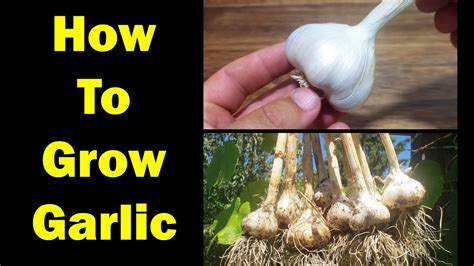 How To Grow Garlic The Definitive Guide For Beginners Herbal Plant