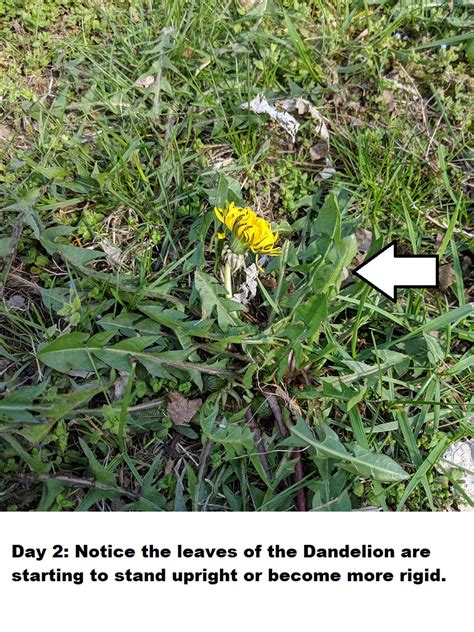 How Long Does It Take For Dandelions To Die The Organic Turf Company