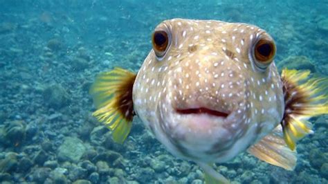 Pufferfish Eating Carrot Profile Picture Picture Of Fish