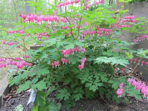 Shade Tolerant Plants Indianapolis