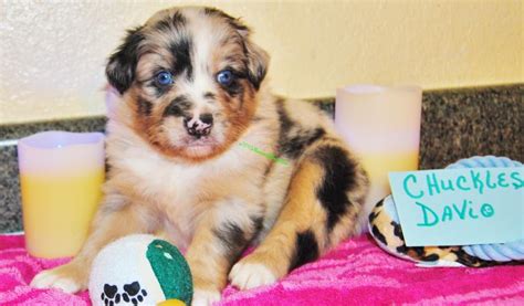 Shamrock Rose Aussies - ﻿﻿﻿ Welcome to Shamrock Rose Aussies!! :) We