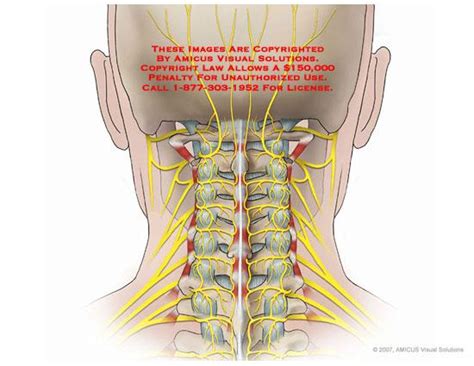 Related posts of diagram of the neck anatomy veins and arteries of the neck. Sept 3, 2015: cranial cavity at Salus University - StudyBlue