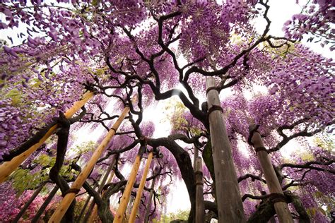springtime in japan - Spring Photo (36903061) - Fanpop