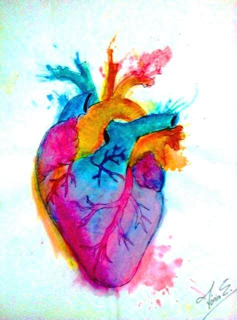 corazón acuarela cardiology art anatomy art art