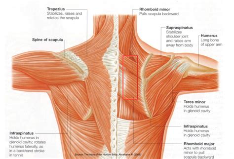 Shoulder Muscles Side View