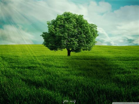 Grass Green Tree Background Hd Download Jotanwhittington