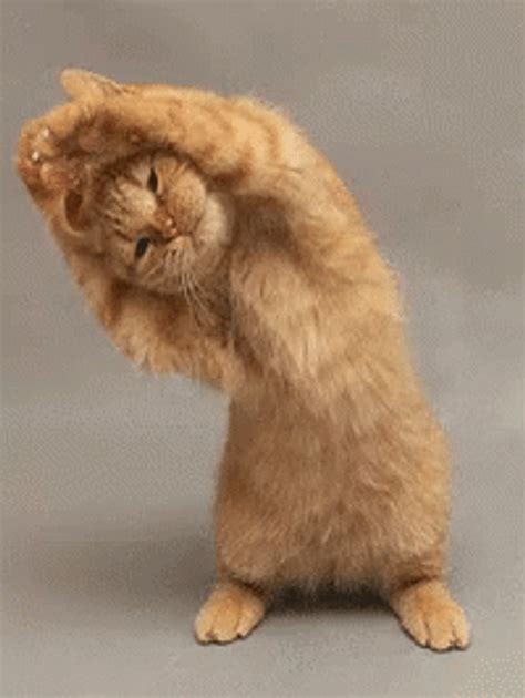 Sexy Workout Stretch Cute Cat 