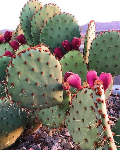 Being desert cacti, many people think you don't have to water them. Arizona Photography Prickly Pear Cactus in Bloom Arizona ...