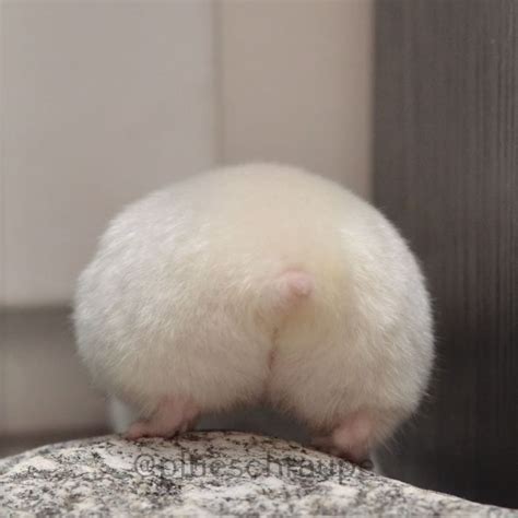 Theres Nothing Quite Like A Hamster Butt To Get Your Day Off To A Good