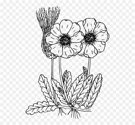 Transparent Wildflowers Clipart Wild Flowers Drawing Png Png